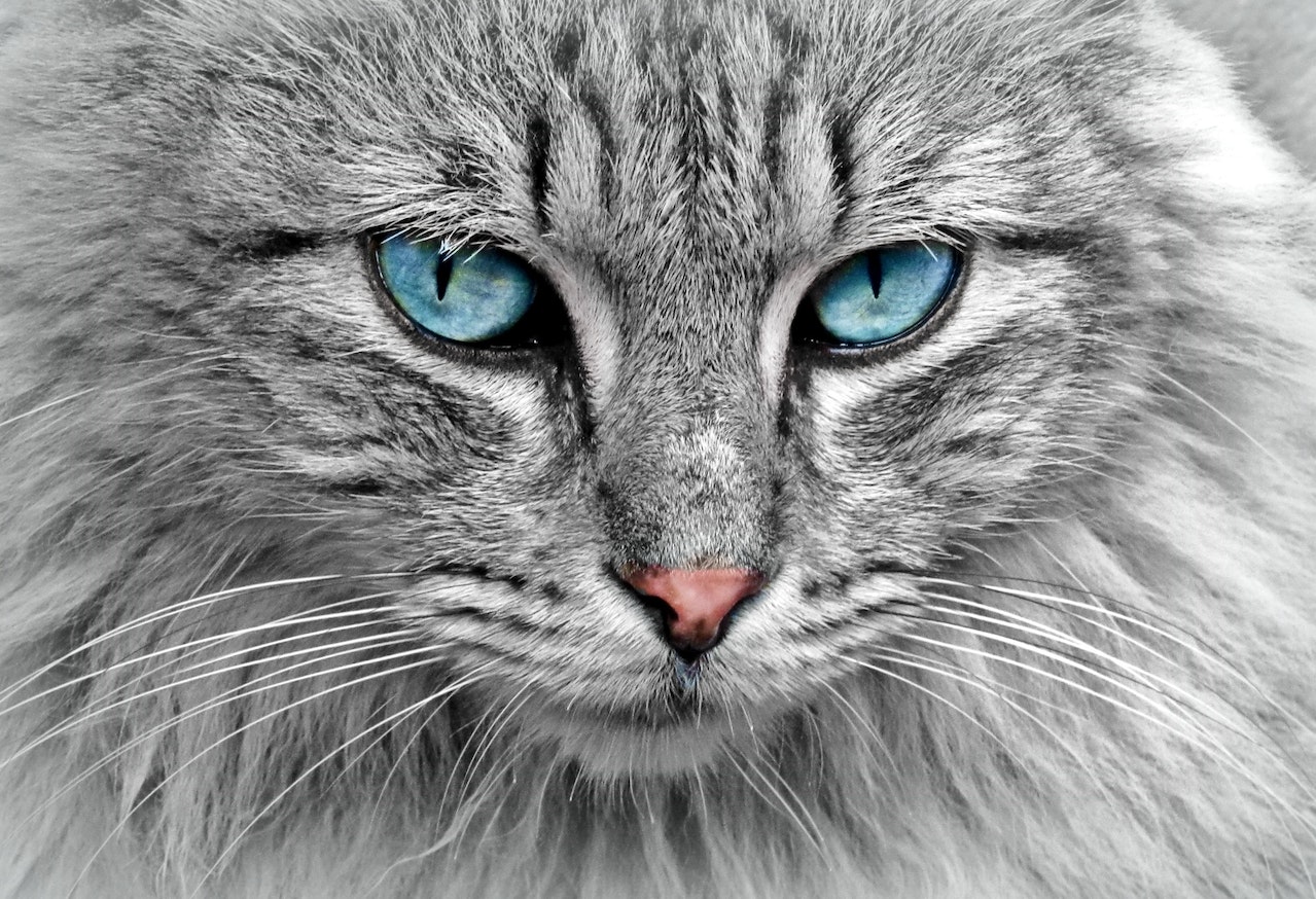 20 interesting facts about cats